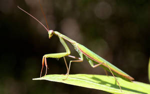 Praying Mantis Under Sunlight Wallpaper