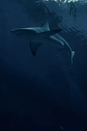 Predator Shark Swimming On Ocean Wallpaper