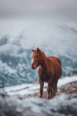 Pregnant Horse Iphone Wallpaper