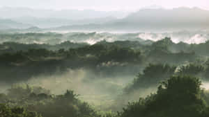 Premium Sage Green Laptop On A Wooden Table Wallpaper