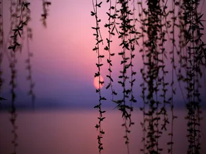 Pretty Background Pink Sunset Leaves Wallpaper
