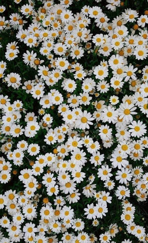 Pretty Daisy Phone Wallpaper
