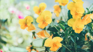 Pretty Pansies Yellow Aesthetic Flower Desktop Wallpaper
