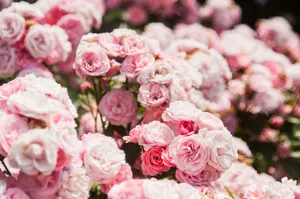 Pretty Pink Blossoming Rose Flowers Wallpaper