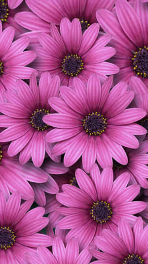 Pretty Pink Spring Daisy Iphone Wallpaper