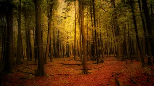 Preview Wallpaper Autumn, Forest, Landscape Wallpaper