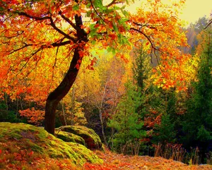 Preview Wallpaper Autumn, Forest, Trees, Landscape Wallpaper