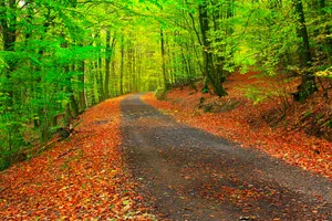 Preview Wallpaper Autumn, Path, Forest, Trees Wallpaper
