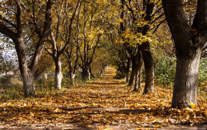 Preview Wallpaper Autumn, Trees, Leaf Fall, October, Trunks, Withering, Ranks, Track Wallpaper