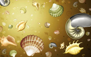 Preview Wallpaper Background, Image, Shells, Color Wallpaper