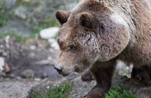 Preview Wallpaper Bear, Brown, Fur, Grass Wallpaper