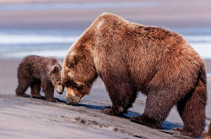 Preview Wallpaper Bears, Baby, Couple, Caring Wallpaper