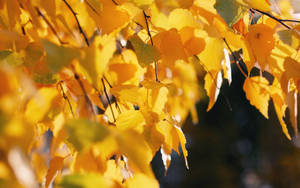 Preview Wallpaper Birch, Leaves, Autumn, Yellow, October Wallpaper