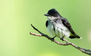 Preview Wallpaper Bird, Branch, Background Wallpaper