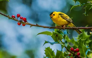 Preview Wallpaper Bird, Branch, Berries Wallpaper