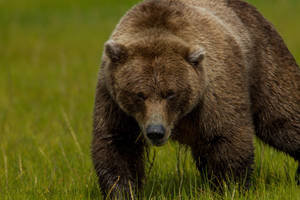 Preview Wallpaper Brown Bear, Bear Grass, Thick Wallpaper