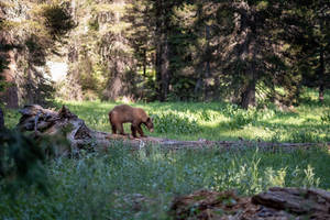 Preview Wallpaper Brown Bear, Bear, Predator, Forest Wallpaper