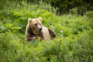 Preview Wallpaper Brown Bear, Bear, Predator, Grass Wallpaper