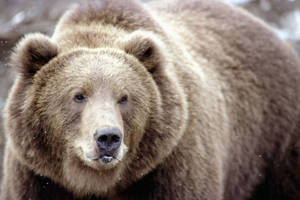 Preview Wallpaper Brown Bear, Snow, Face, Eyes Wallpaper