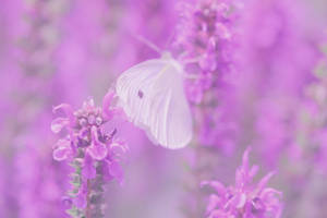 Preview Wallpaper Butterfly, Flowers, Lilac Wallpaper