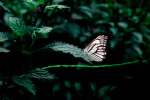 Preview Wallpaper Butterfly, Leaves, Insect Wallpaper