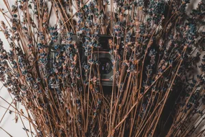 Preview Wallpaper Camera, Lavender, Flowers, Dry Wallpaper