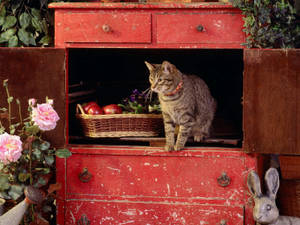Preview Wallpaper Cat, Box, Climb Wallpaper