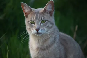 Preview Wallpaper Cat, Face, Eyes Wallpaper