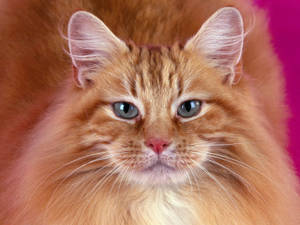 Preview Wallpaper Cat, Furry, Muzzle Wallpaper