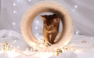 Preview Wallpaper Cat, Photo Shoot, Sitting, Snout Wallpaper