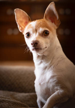 Preview Wallpaper Chihuahua, Dog, Pet, Cute, Cool Wallpaper