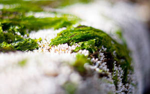 Preview Wallpaper Close-up, Grass, Snow, Green, White Wallpaper