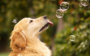 Preview Wallpaper Dog, Bubbles, Summer Wallpaper