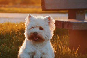 Preview Wallpaper Dog, Grass, Fluffy Wallpaper