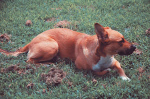 Preview Wallpaper Dog, Lying, Grass Wallpaper