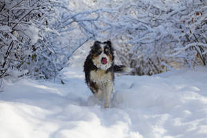 Preview Wallpaper Dog, Protruding Tongue, Funny, Cool, Snow Wallpaper