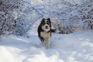 Preview Wallpaper Dog, Protruding Tongue, Funny, Cool, Snow Wallpaper