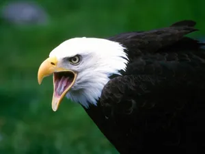 Preview Wallpaper Eagle, Bird, Cry, Beak Wallpaper
