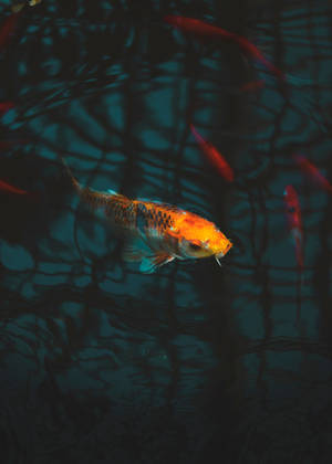 Preview Wallpaper Fish, Carp, Koi, Aquarium Wallpaper