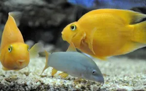 Preview Wallpaper Fish, Swim, Underwater, Yellow Wallpaper