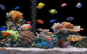 Preview Wallpaper Fish, Underwater, Colorful, Coral Wallpaper