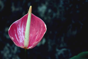 Preview Wallpaper Flower, Pink, Bud Wallpaper