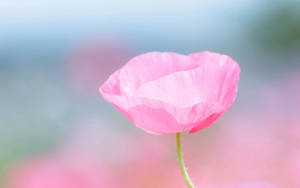 Preview Wallpaper Flower, Pink, Petals Wallpaper