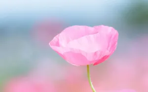 Preview Wallpaper Flower, Pink, Petals Wallpaper
