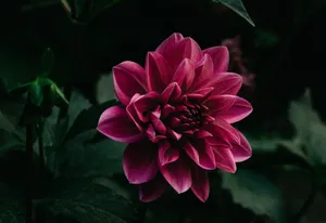 Preview Wallpaper Flower, Purple, Bud, Petals Wallpaper