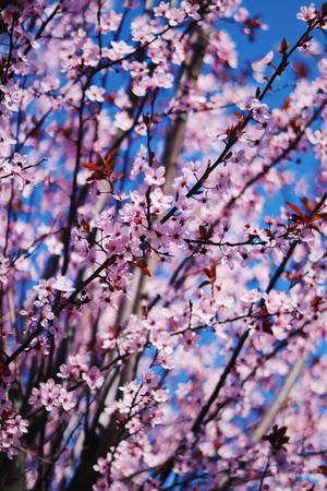 Preview Wallpaper Flower, Spring, Bloom, Petals, Branches Wallpaper