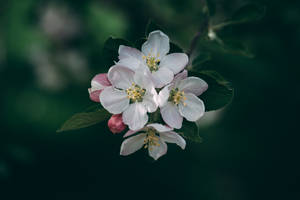 Preview Wallpaper Flowering, Spring, Flowers, Branch, Blur Wallpaper