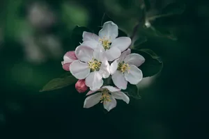 Preview Wallpaper Flowering, Spring, Flowers, Branch, Blur Wallpaper