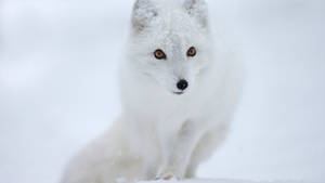 Preview Wallpaper Fox, White, Snow, Animal Wallpaper