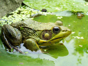 Preview Wallpaper Frog, Moss, Dirt, Mud, Sitting, Swamp Wallpaper